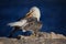 Closeup of a yellow-footed gull preening on the coast of Malaga in Andalusia, Spain