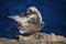 Closeup of a yellow-footed gull preening on the coast of Malaga in Andalusia, Spain