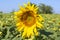 Closeup yellow fresh sunflower with blurred field and sky background on sunshine day. Ukraine.