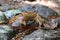 Closeup of a yellow freshwater crab on the stone