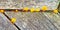 closeup yellow fungi, Tremella growing on wooden picnic table in hot, wet Summer