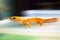 Closeup Yellow Gecko Creeping in Blur Background