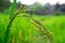 Closeup of yellow and green paddy rice grain field with green leaf and Sunlight in the day time