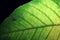 Closeup yellow with green sacred fig or Bodhi leaf with portion netted veins leaf on dark background