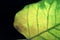 Closeup yellow with green sacred fig or Bodhi leaf with portion netted veins leaf on dark background