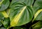 Closeup of a yellow and green variegated leaf of Philodendron Brasil