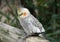 Closeup of a yellow and grey Cockatiel perching on the branch