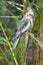 Closeup of a yellow and grey Cockatiel perching on the branch