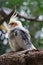 Closeup of a yellow and grey Cockatiel perching on the tree branch