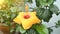 Closeup yellow hibicus flower