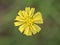 Closeup yellow Hieracium hawkweed flower with green blurred background ,macro image ,abstract background