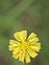 Closeup yellow Hieracium hawkweed flower with green blurred background ,macro image ,abstract background