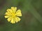 Closeup yellow Hieracium hawkweed flower with green blurred background ,macro image ,abstract background