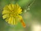 Closeup yellow Hieracium hawkweed flower with green blurred background ,macro image ,abstract background