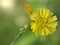 Closeup yellow Hieracium hawkweed flower with green blurred background ,macro image ,abstract background