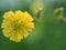 Closeup yellow Hieracium hawkweed flower with green blurred background ,macro image ,abstract background