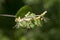 Closeup of a yellow honeysuckle flower over green background