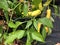 Closeup Yellow Hot Pepper Plants
