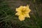 Closeup of a yellow hybrid daylily flower