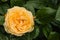 Closeup of yellow hybrid tea rose