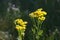 Closeup Yellow Inflorescence Tanacetum Vulgare