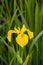 A closeup of a yellow Iris blooming in the marsh.