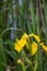 A closeup of a yellow Iris blooming in the marsh.