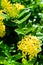 Closeup yellow ixora flower