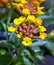 Closeup of Yellow Lantana camara Blooms