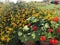 Closeup of a yellow lantana new gold and red Zinnia flower field, with green leaves between them