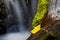 Closeup of Yellow Leaf with Slow Blurred Water