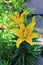 Closeup of Yellow Lillies With Landscape Rocks