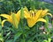 Closeup of Yellow Lillies in Spring