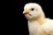 Closeup Yellow Little Baby Chicken Isolated on Black Background