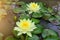 closeup of the yellow lotus flower was planted in the pond.  And take good care of the botanical garden  Beautiful natural
