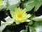 Closeup of yellow lotus. Latin name Nelumbo nucifera