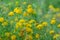 Closeup of yellow lucerne, Medicago falcata