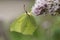 Closeup on a yellow male Brimstone butterfly, Gonepteryx rhamni sipping nectar from a pink Eupatorium cannabinum flower