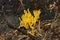 Closeup yellow miracle of nature, Edible yellow coral mushroom tastes like moss and rot, Ramaria flava, changle