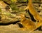 Closeup of a yellow mongoose sitting in the sand, Also called red meerkat, exotic mammal from the south of Africa