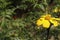 Closeup of a yellow mountain marigold in a field under the sunlight with a blurry backgroun