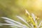 Closeup Yellow Oleander flower bud and small green leaves with yellow sunlight and defocus bokeh background.