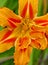Closeup of Yellow and Orange Daylily Flower