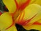 Closeup of yellow and orange red tulip flower