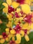 Closeup yellow orchid flowers in garden(dendrobium noblie)with soft focus and macro image, sweet color