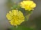 Closeup yellow Oriental false hawksbeard flower in garden for background and blurred background ,macro image ,abstract background