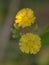 Closeup yellow Oriental false hawksbeard flower in garden for background and blurred background ,macro image ,abstract background