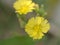 Closeup yellow Oriental false hawksbeard flower in garden for background and blurred background ,macro image ,abstract background