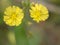 Closeup yellow Oriental false hawksbeard flower in garden for background and blurred background ,macro image ,abstract background