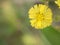 Closeup yellow Oriental false hawksbeard flower in garden for background and blurred background ,macro image ,abstract background